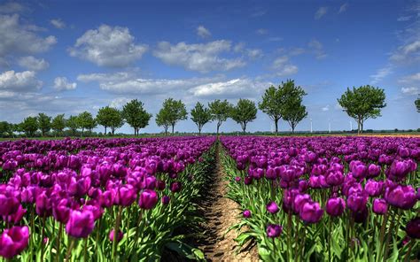 Purple Tulips Wallpapers - Wallpaper Cave