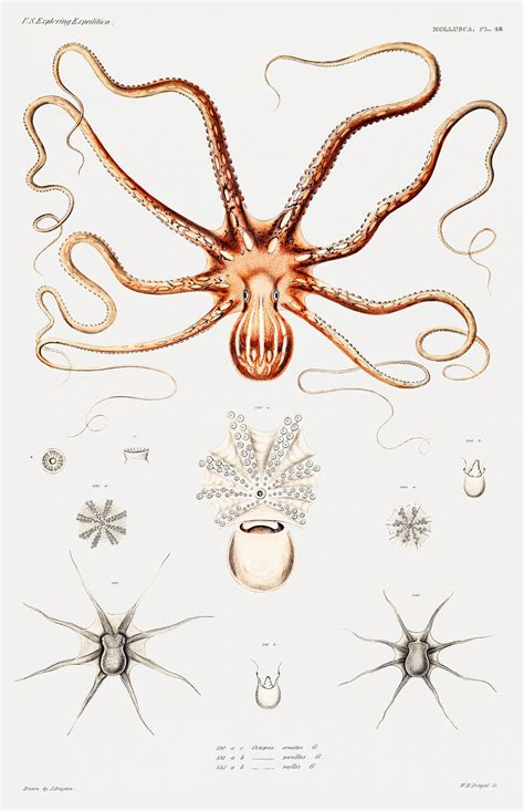 Ornate octopus anatomy vintage poster