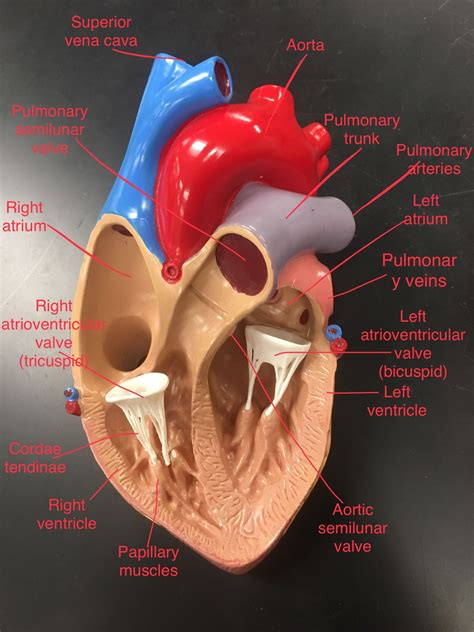 Heart Model Anatomy Labeled