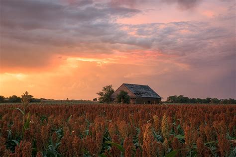 Sunset over a sorghum field in Nebraska : MostBeautiful