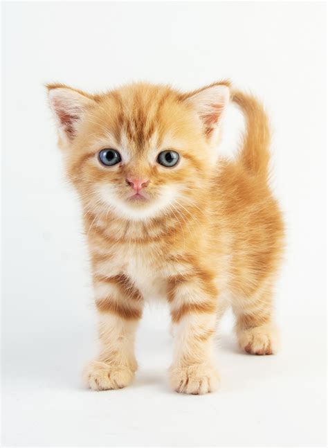 Premium Photo | Cute baby cat on white background