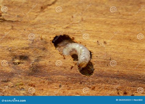 European Spruce Bark Beetle Larva, Ips Typographus Damage on Fir Wood Stock Image - Image of ...