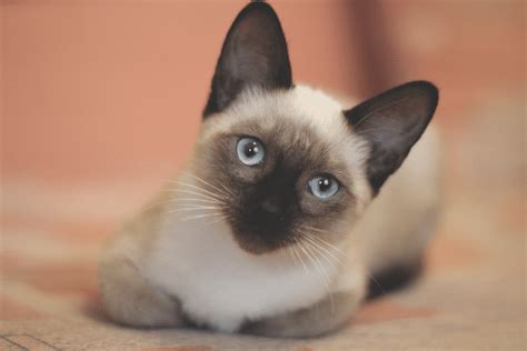 Thai Cat Breed: Info, Pictures, Facts, & Characteristics - Catster