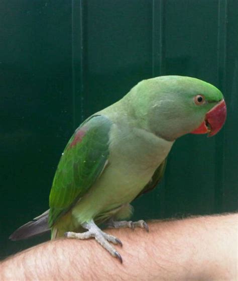 Talking Parrots Melbourne | Plenty of Baby Parrots in Stock