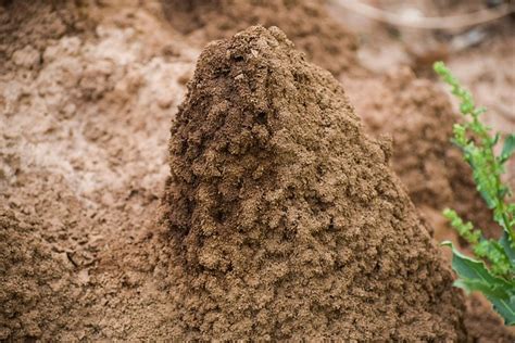 Termite Mound Hill Anthill - Free photo on Pixabay - Pixabay