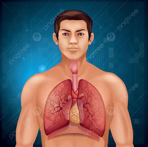 Human Respiratory System Medicine Inhale Biology Vector, Medicine ...