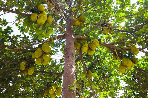 Jackfruit Tree: Plant Care & Growing Guide