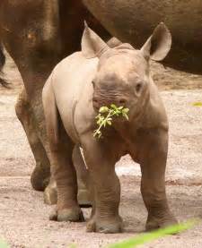 Baby Rhino - Rhinos Photo (20108363) - Fanpop