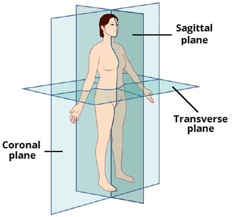 Anatomical Planes - Coronal - Sagittal - Transverse - TeachMeAnatomy