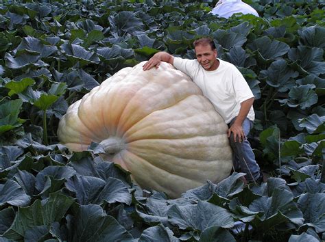 Giant Pumpkin Seeds - Taka Vegetable