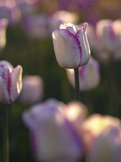 Pink and white tulips sunlight | Free Photo - rawpixel