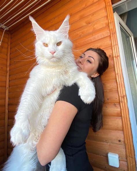 Giant Maine Coon Cat Is So Big He’s Mistaken for a Dog