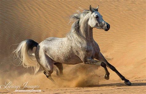 Horse Photography Arabian Horse in Dunes Print desert - Etsy | Arabian stallions, Arabian horse ...