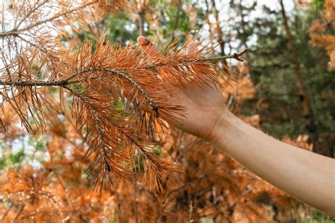 Is My Pine Tree Dying? 7 Signs & What To Do | House Grail