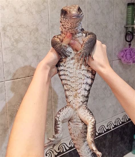 Reptiles can be cute to : r/aww