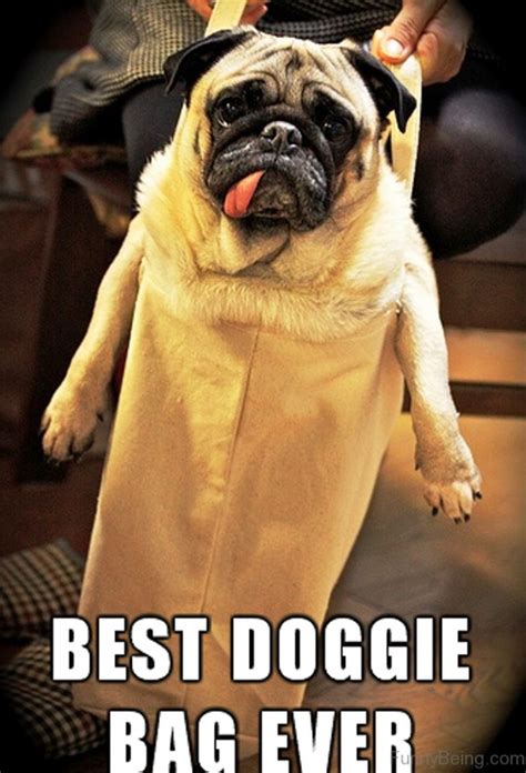 101 Lovable Pug Memes That Are Too Puggin' Cute