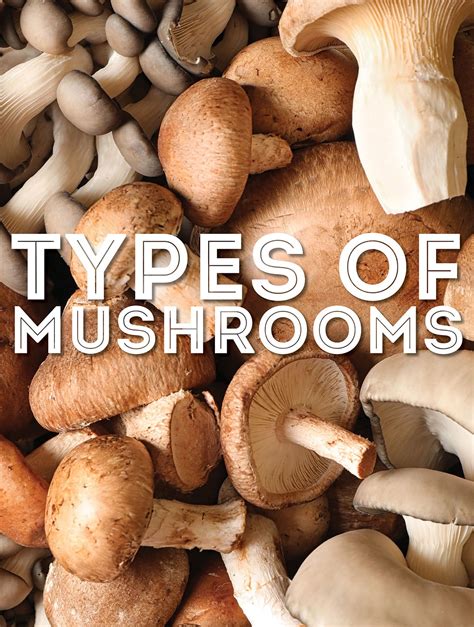 Edible Mushroom Types