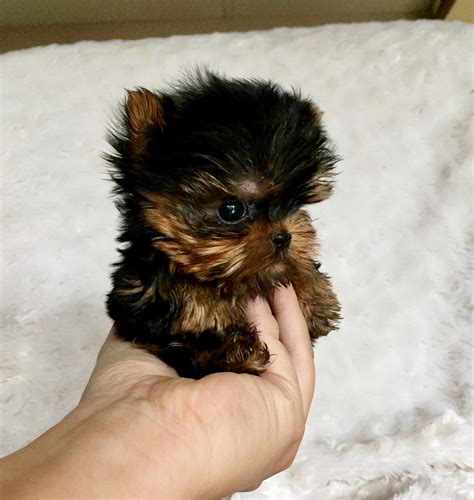 Extreme Micro Teacup Yorkie Puppy for Sale! Los angeles breeder - iHeartTeacups