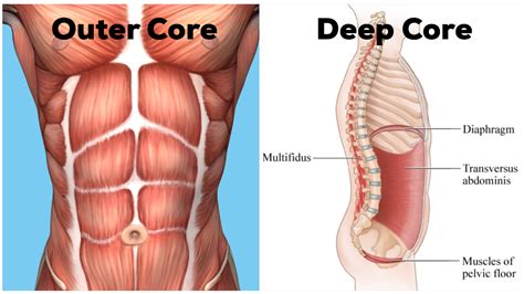 Core Muscles Anatomy