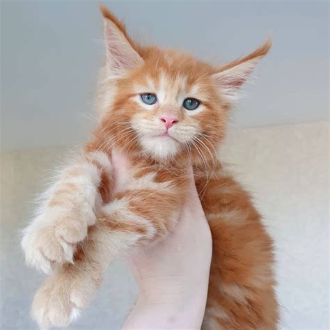 Giant Orange Maine Coon Kitten For Sale - 50% Discount