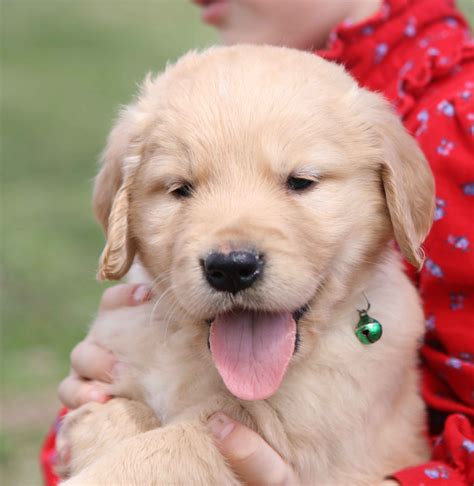 Reserve your golden retriever puppy from Windy Knoll Golden Retriever ...