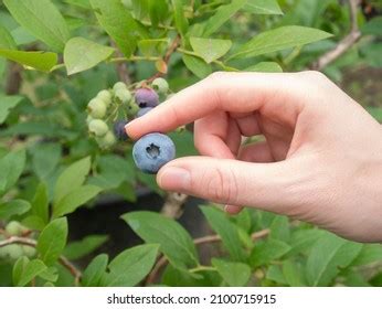 2,059 Blueberry Plantation Stock Photos, Images & Photography | Shutterstock