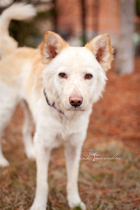 Husky Corgi Mix Adoption