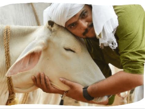 Cow Hug Day or Valentine's?: Centre asks Indians to hug cows on Feb 14