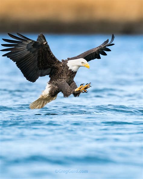 Bald Eagle fishing — Greg Gard