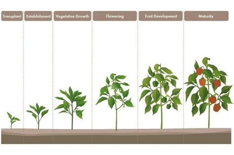 Bell Pepper Plant Growth Stages - Garden Plant