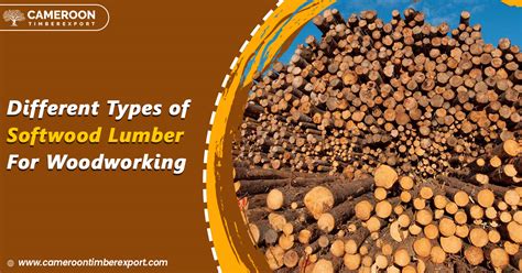 5 Most Common Types of Softwood Lumber For Woodworking