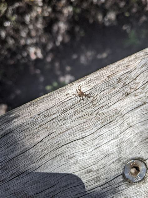 Is this a baby Huntsman spider? : r/insects