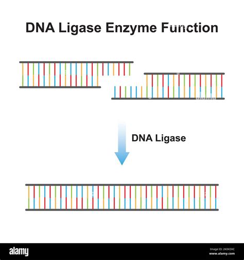 Scientific Designing of DNA Ligase Enzyme Effect on DNA Molecule ...