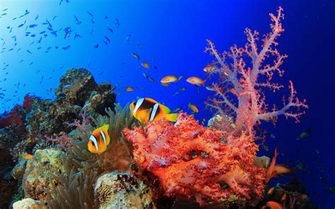 Colorful Coral Reef Wallpaper - WallpaperSafari