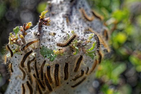 Knowing All About Gypsy Moth: Identification and Prevention