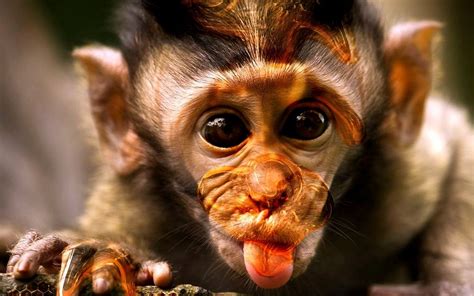 🔥 [77+] Wallpapers Of Monkey | WallpaperSafari