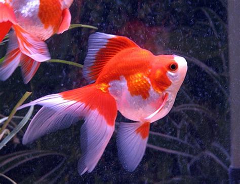 Goldfish Care, Breeds and Goldfish Diseases | HubPages