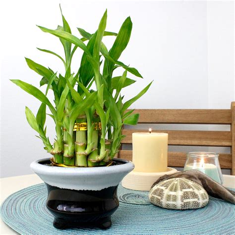 Arrangements - Lucky Bamboo Arrangements for Wholesale - NW Wholesaler