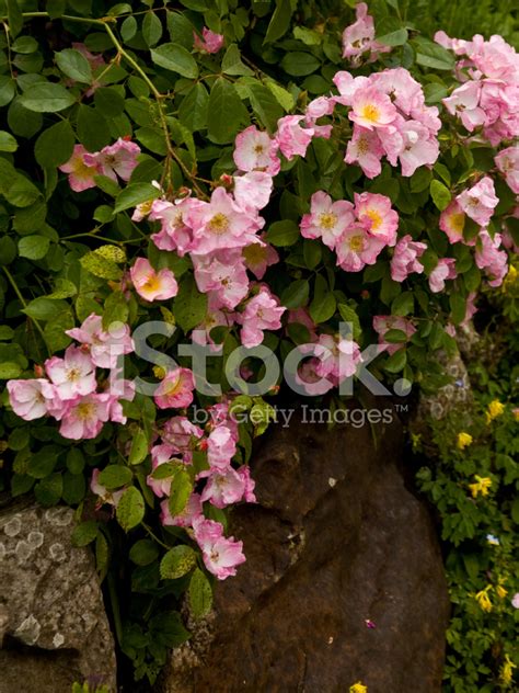 Wild Pink Roses Stock Photo | Royalty-Free | FreeImages