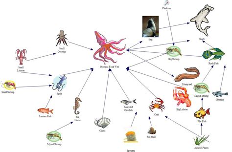 Food web, Web animal, Food chain worksheet