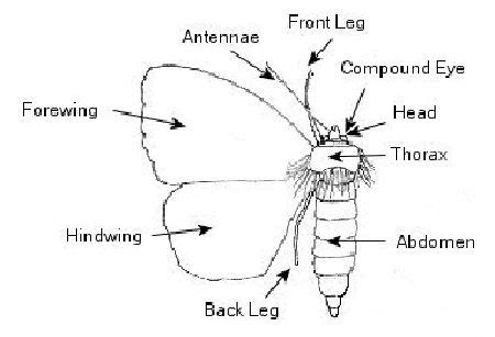 Anatomy Of A Moth - Anatomy Book