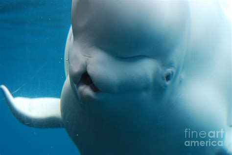 Beluga Whale Meme