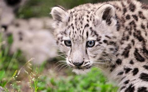 Snow Leopard Cub Ii HD desktop wallpaper : Widescreen : High Definition ...