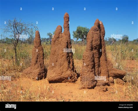 Termite hills in norhern Australia, Australia Stock Photo - Alamy