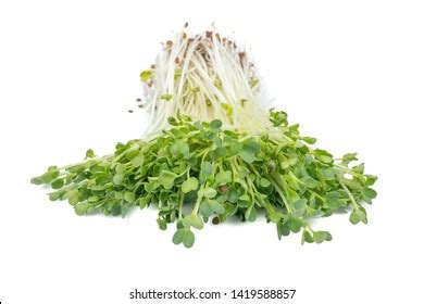 Kaiware Daikon Sprouts Radish Sprout Daikon Stock Photo 1419588857 | Shutterstock