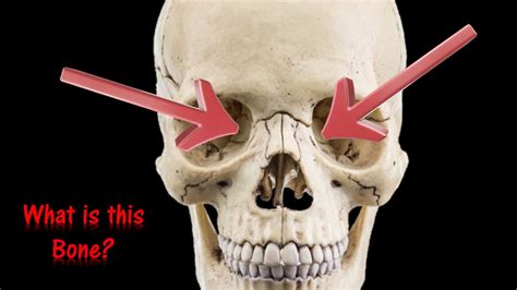 Human Skull Anatomy Quiz