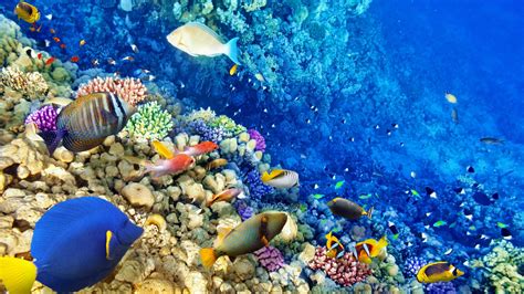 Tropical Coral Reef 4K Wallpapers - Top Free Tropical Coral Reef 4K Backgrounds - WallpaperAccess