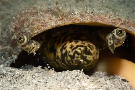 Looking Into The Incredible Eyes of the Conch