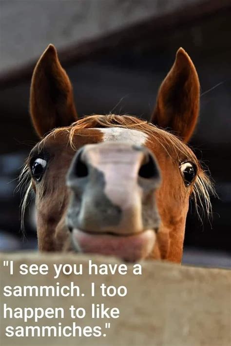 25++ Very funny horse pictures ideas | smallhorsestabledesigns