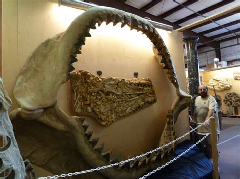 Behind Megalodon: The Giant Ancient Shark that Totally Vanished